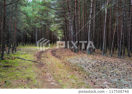 Trail in the coniferous pine forest of the Curonian spit national Park. Russia 117508748