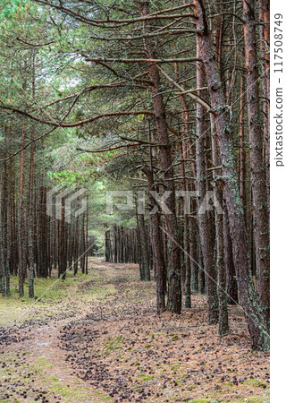 Trail in the coniferous pine forest of the Curonian spit national Park. Russia 117508749