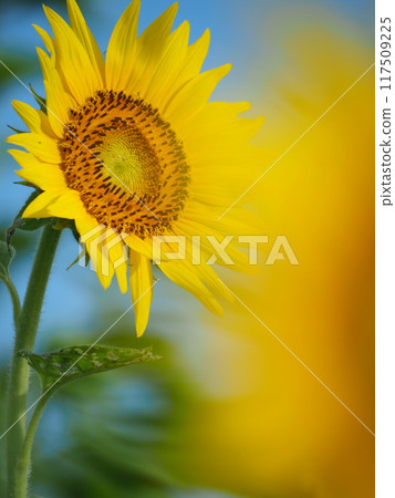 開花往太陽的向日葵 開花往太陽的向日葵 117509225