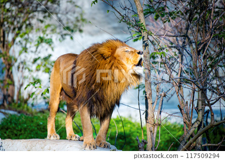 Mighty lion roars in the forest 117509294