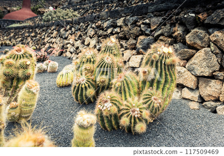 cactus garden 117509469