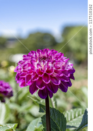 夏日公園，盛開的大麗花，山形縣川西町川西大麗花花園 117510162