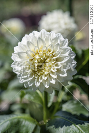 夏日公園，盛開的大麗花，山形縣川西町川西大麗花花園 117510163