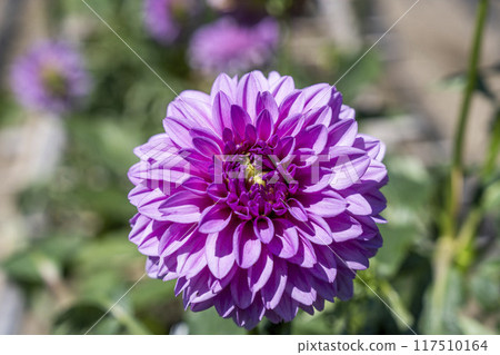 夏日公園，盛開的大麗花，山形縣川西町川西大麗花花園 117510164