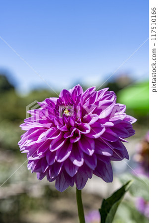 Summer park: Vividly blooming dahlias, Kawanishi Dahlia Garden, Kawanishi Town, Yamagata Prefecture 117510166