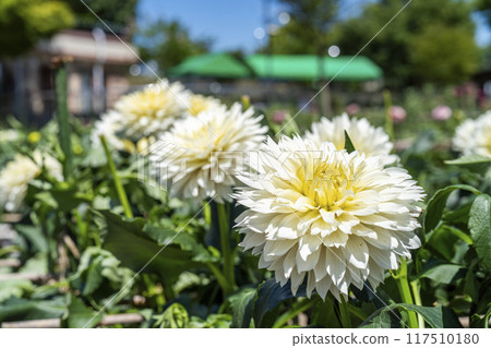Summer park: Vividly blooming dahlias, Kawanishi Dahlia Garden, Kawanishi Town, Yamagata Prefecture 117510180