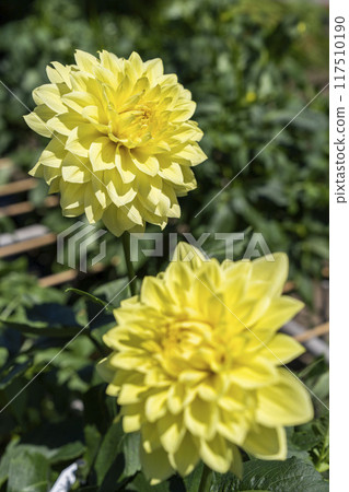 夏日公園,盛開的大麗花,山形縣川西町川西大麗花花園 夏日公園,盛開的大麗花,山形縣川西町川西大麗花花園 117510190