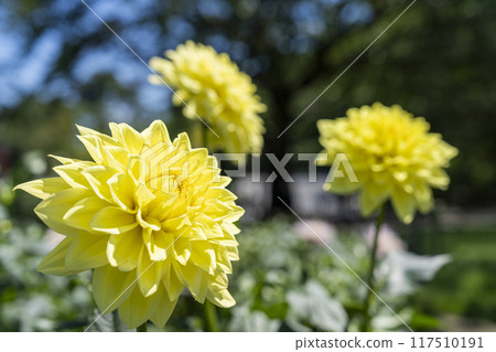 夏日公園，盛開的大麗花，山形縣川西町川西大麗花花園 117510191