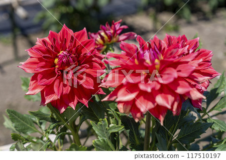 Summer park: Vividly blooming dahlias, Kawanishi Dahlia Garden, Kawanishi Town, Yamagata Prefecture Summer park: Vividly blooming dahlias, Kawanishi Dahlia Garden, Kawanishi Town, Yamagata Prefecture 117510197