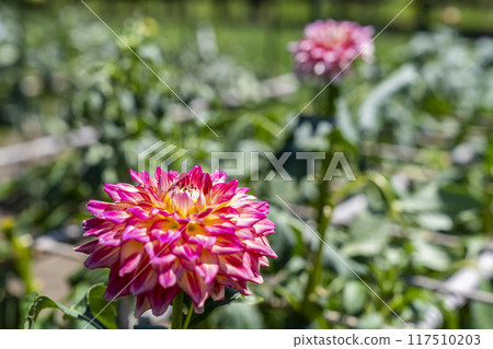 Summer park: Vividly blooming dahlias, Kawanishi Dahlia Garden, Kawanishi Town, Yamagata Prefecture 117510203