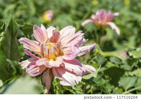 Summer park: Vividly blooming dahlias, Kawanishi Dahlia Garden, Kawanishi Town, Yamagata Prefecture 117510204