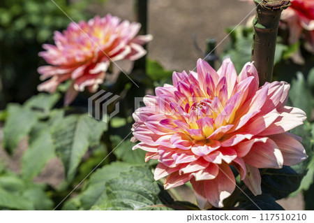 Summer park: Vividly blooming dahlias, Kawanishi Dahlia Garden, Kawanishi Town, Yamagata Prefecture Summer park: Vividly blooming dahlias, Kawanishi Dahlia Garden, Kawanishi Town, Yamagata Prefecture 117510210