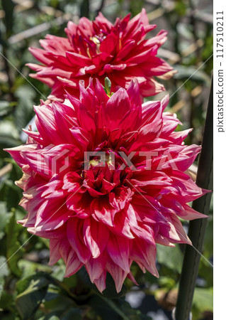 Summer park: Vividly blooming dahlias, Kawanishi Dahlia Garden, Kawanishi Town, Yamagata Prefecture 117510211