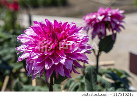 Summer park: Vividly blooming dahlias, Kawanishi Dahlia Garden, Kawanishi Town, Yamagata Prefecture 117510212