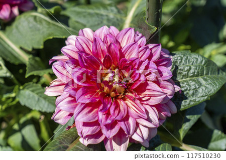 Summer park: Vividly blooming dahlias, Kawanishi Dahlia Garden, Kawanishi Town, Yamagata Prefecture 117510230