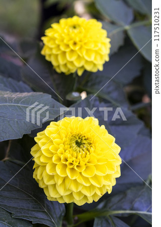 Summer park: Vividly blooming dahlias, Kawanishi Dahlia Garden, Kawanishi Town, Yamagata Prefecture Summer park: Vividly blooming dahlias, Kawanishi Dahlia Garden, Kawanishi Town, Yamagata Prefecture 117510231