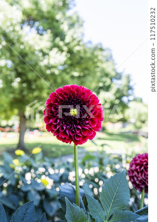 Summer park: Vividly blooming dahlias, Kawanishi Dahlia Garden, Kawanishi Town, Yamagata Prefecture 117510232