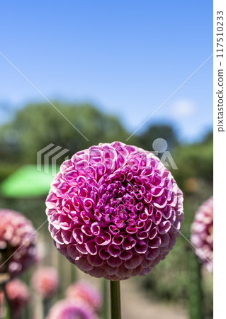 Summer park: Vividly blooming dahlias, Kawanishi Dahlia Garden, Kawanishi Town, Yamagata Prefecture 117510233