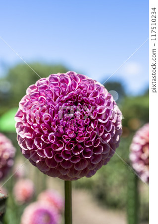 Summer park: Vividly blooming dahlias, Kawanishi Dahlia Garden, Kawanishi Town, Yamagata Prefecture 117510234