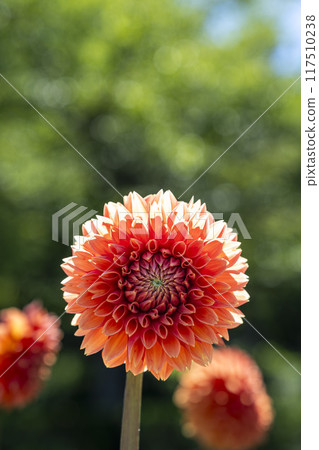 夏日公園，盛開的大麗花，山形縣川西町川西大麗花花園 117510238