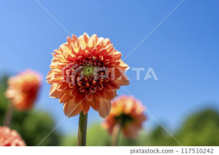 夏日公園,盛開的大麗花,山形縣川西町川西大麗花花園 夏日公園,盛開的大麗花,山形縣川西町川西大麗花花園 117510242