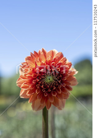 夏日公園，盛開的大麗花，山形縣川西町川西大麗花花園 117510243