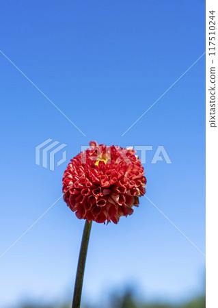 Summer park: Vividly blooming dahlias, Kawanishi Dahlia Garden, Kawanishi Town, Yamagata Prefecture 117510244