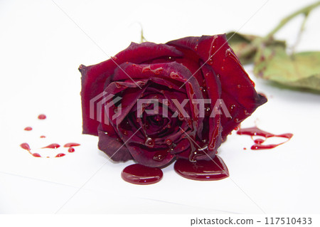 a Bloody rose on a white background. A Burgundy rose in the blood a Bloody rose on a white background. A Burgundy rose in the blood 117510433
