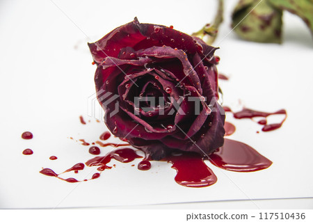 a Bloody rose on a white background. A Burgundy rose in the blood a Bloody rose on a white background. A Burgundy rose in the blood 117510436