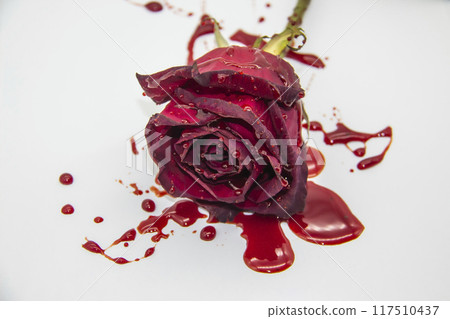 a Bloody rose on a white background. A Burgundy rose in the blood 117510437