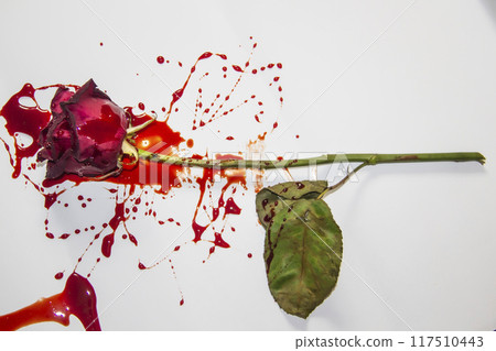 a Bloody rose on a white background. A Burgundy rose in the blood a Bloody rose on a white background. A Burgundy rose in the blood 117510443