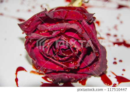 a Bloody rose on a white background. A Burgundy rose in the blood a Bloody rose on a white background. A Burgundy rose in the blood 117510447