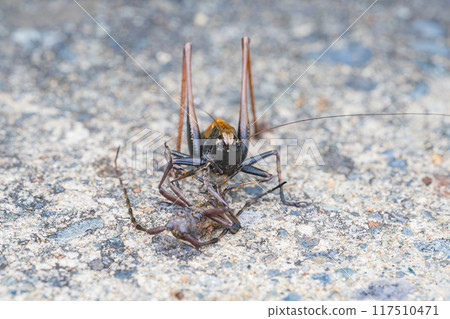 A hawk eating a long-horned beetle A hawk eating a long-horned beetle 117510471