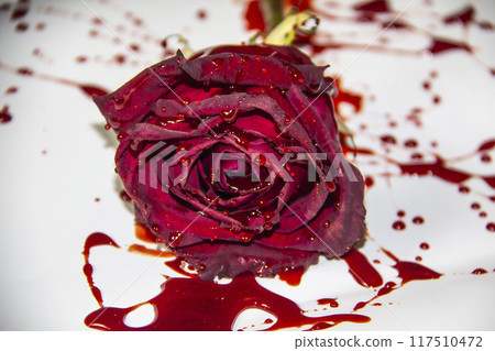 a Bloody rose on a white background. A Burgundy rose in the blood 117510472