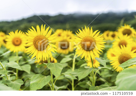 Summer at Sannokura Highlands (ski resort) Sunflower fields Kitakata City, Fukushima Prefecture 117510559