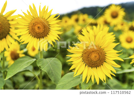 Summer at Sannokura Highlands (ski resort) Sunflower fields Kitakata City, Fukushima Prefecture 117510562