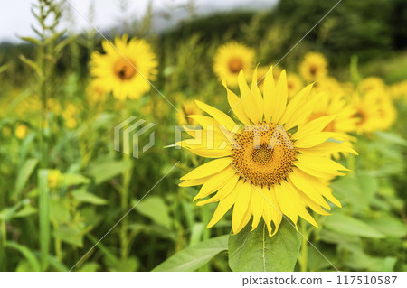 Summer at Sannokura Highlands (ski resort) Sunflower fields Kitakata City, Fukushima Prefecture 117510587