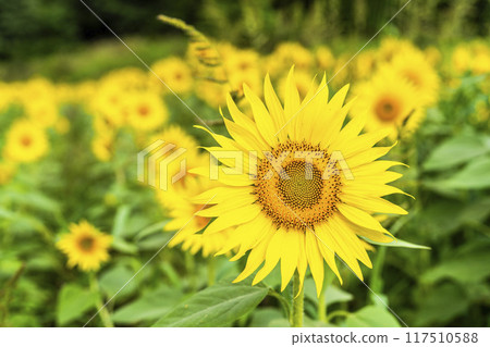 Summer at Sannokura Highlands (ski resort) Sunflower fields Kitakata City, Fukushima Prefecture 117510588