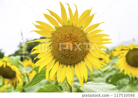 Summer at Sannokura Highlands (ski resort) Sunflower fields Kitakata City, Fukushima Prefecture 117510598