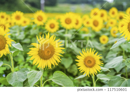 Summer at Sannokura Highlands (ski resort) Sunflower fields Kitakata City, Fukushima Prefecture 117510601
