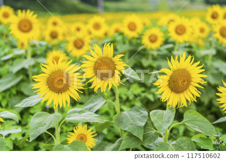 Summer at Sannokura Highlands (ski resort) Sunflower fields Kitakata City, Fukushima Prefecture 117510602