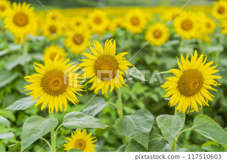 Summer at Sannokura Highlands (ski resort) Sunflower fields Kitakata City, Fukushima Prefecture 117510603