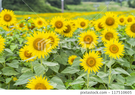 Summer at Sannokura Highlands (ski resort) Sunflower fields Kitakata City, Fukushima Prefecture 117510605