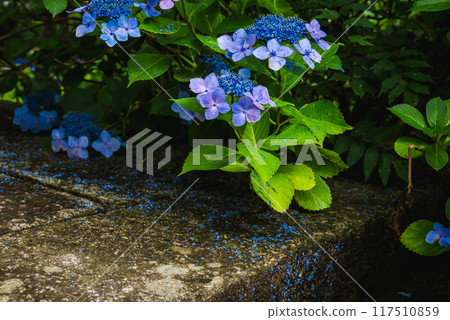 Sunny day during the rainy season [Hydrangea] 117510859