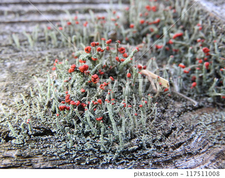 Koamigoke (small red fruit moss): Red-colored organelles Koamigoke (small red fruit moss): Red-colored organelles 117511008