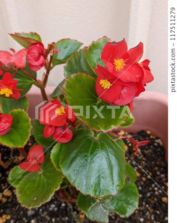 Potted red flowers Potted red flowers 117511279