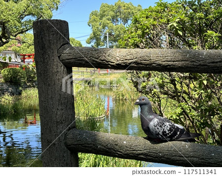 鴿子站在水邊 鴿子站在水邊 117511341