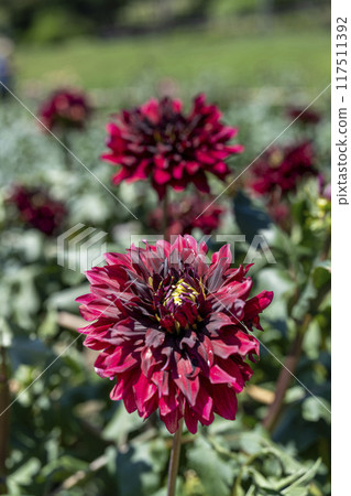 Summer park: Vividly blooming dahlias, Kawanishi Dahlia Garden, Kawanishi Town, Yamagata Prefecture 117511392