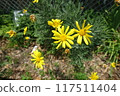 Yellow flower 117511404