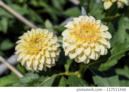 夏日公園，盛開的大麗花，山形縣川西町川西大麗花花園 117511446